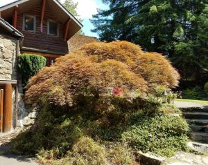 Crown-cleaning-a-Japanese-Laceleaf-Maple-in-Lake-Forest-Park_1_20171228_94111