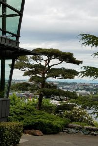 pruning-pine-tree-in-Japanese-style_1_201816_84255