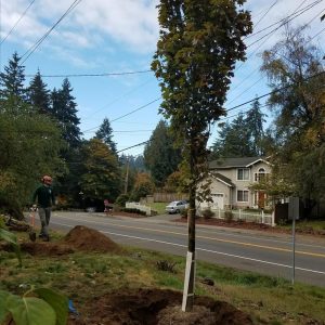 Planting-large-tree_20181210_816